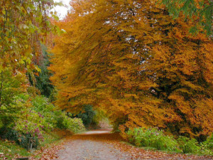 Foliage-piemonte-2